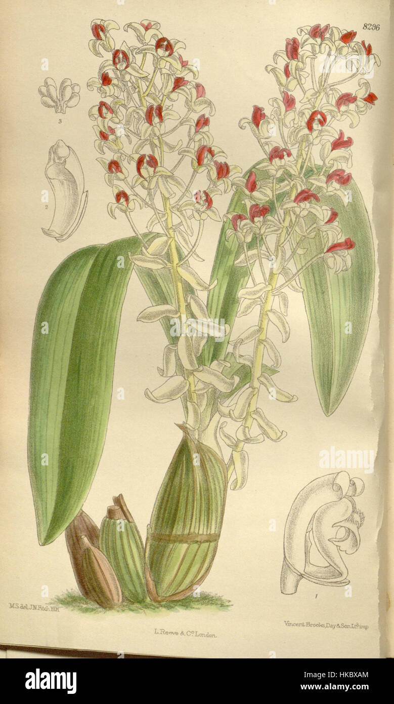Eria rhodoptera 136 Curtis (Ser. N° 4 6) pl. 8296 (1909) Banque D'Images