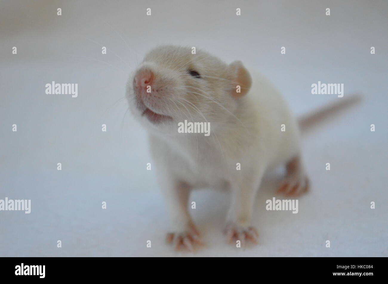 Rat baby Banque de photographies et d’images à haute résolution Alamy