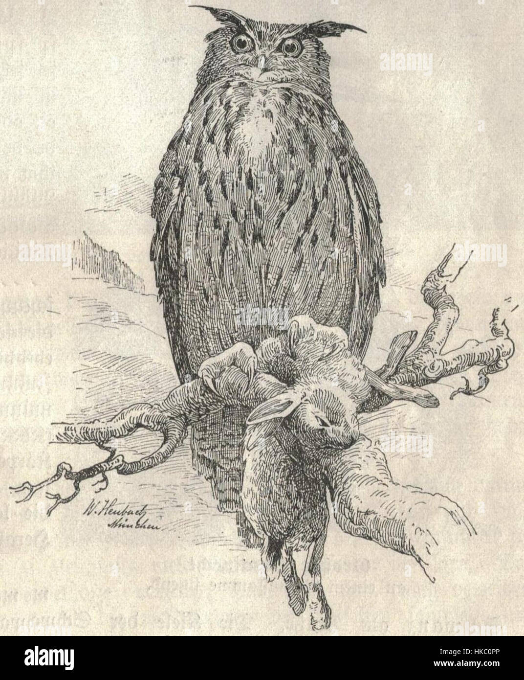Le 'Heubach Eurasian Eagle Owl' est une figurine en porcelaine créée par la société Heubach, représentant un aigle hibou perché dans sa position naturelle. Connue pour son artisanat raffiné, la sculpture hibou reflète la précision et l'élégance des figurines animales. Banque D'Images