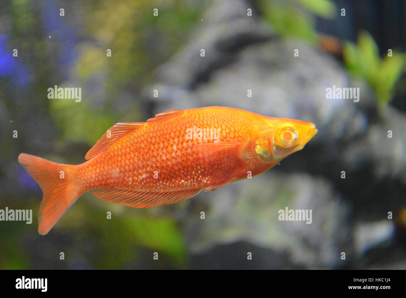 Poisson arc-en-ciel Banque D'Images