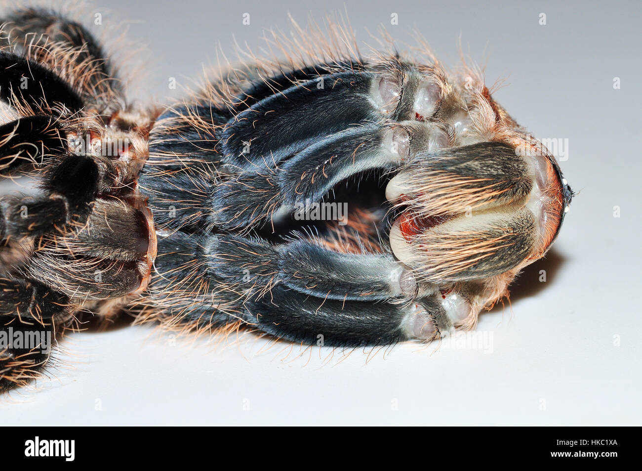 Hondurien cheveux bouclés Tarentule (Tliltocatl albopilosus) lâchant son ancien exosquelette. Photographié sur une boîte à lumière Banque D'Images