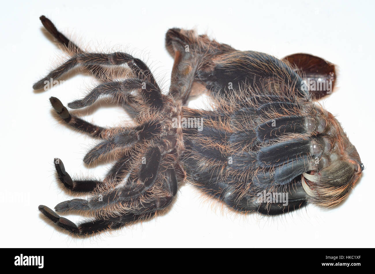 Hondurien cheveux bouclés Tarentule (Tliltocatl albopilosus) lâchant son ancien exosquelette. Photographié sur une boîte à lumière Banque D'Images