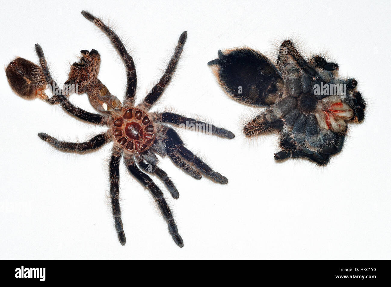 Hondurien cheveux bouclés Tarentule (Tliltocatl albopilosus) séchage et durcissement à côté de son exosquelette vide. Banque D'Images