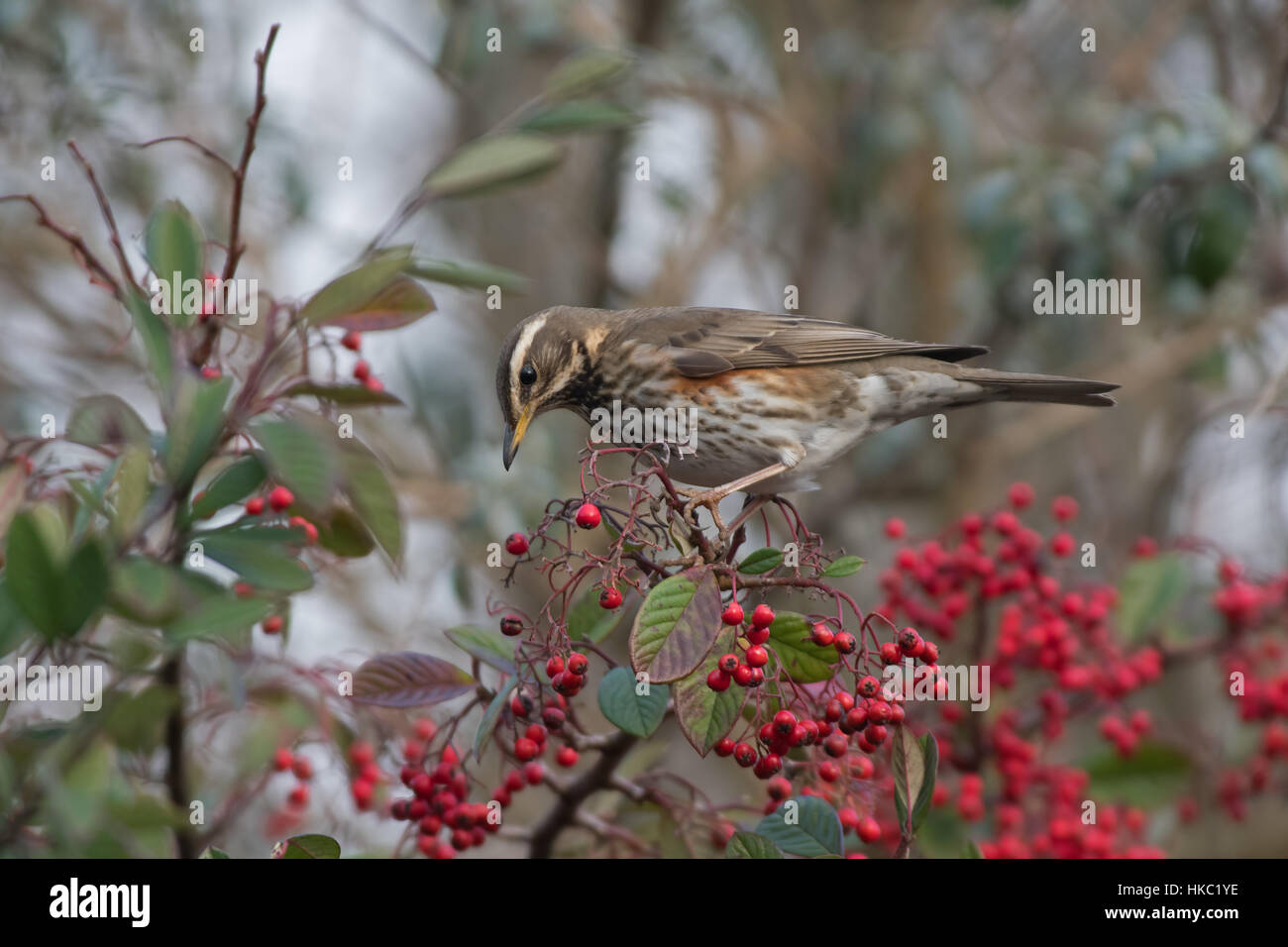 Redwing-Turdus iliacus rss sur Cotoneaster de baies. L'hiver. Banque D'Images