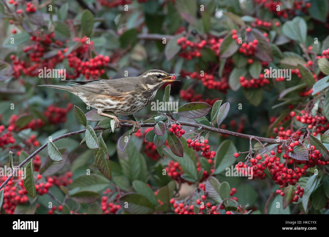 Redwing-Turdus iliacus rss sur Cotoneaster de baies. L'hiver. Banque D'Images