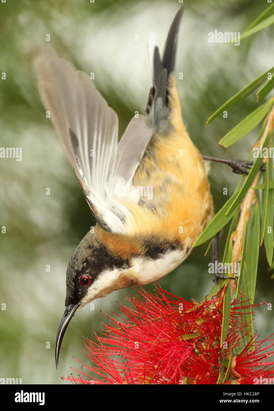 Un Spinebill orientale voletant tout en se nourrissant de fleurs dans le Parc National de Lamington. Banque D'Images