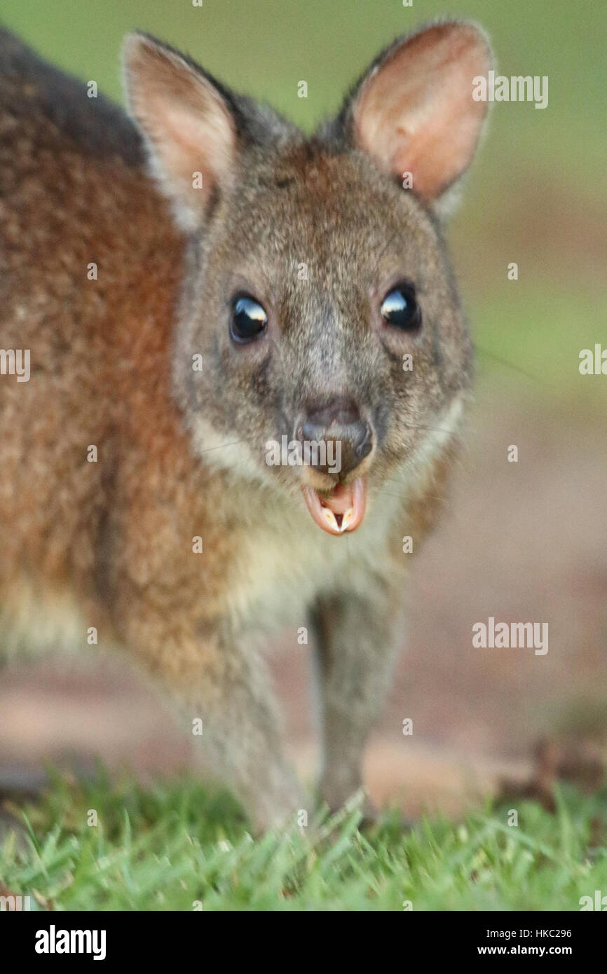 Un Calliste dos-bleu à la recherche jusqu'à partir de l'alimentation avec un regard surpris dans Parc National de Lamington. Banque D'Images