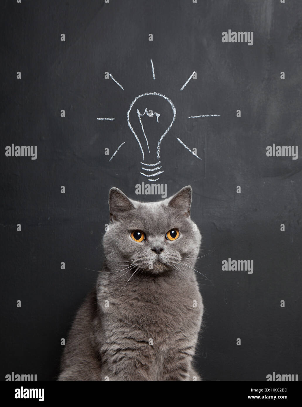Dessin à la craie d'une ampoule au-dessus d'un chat gris. Banque D'Images
