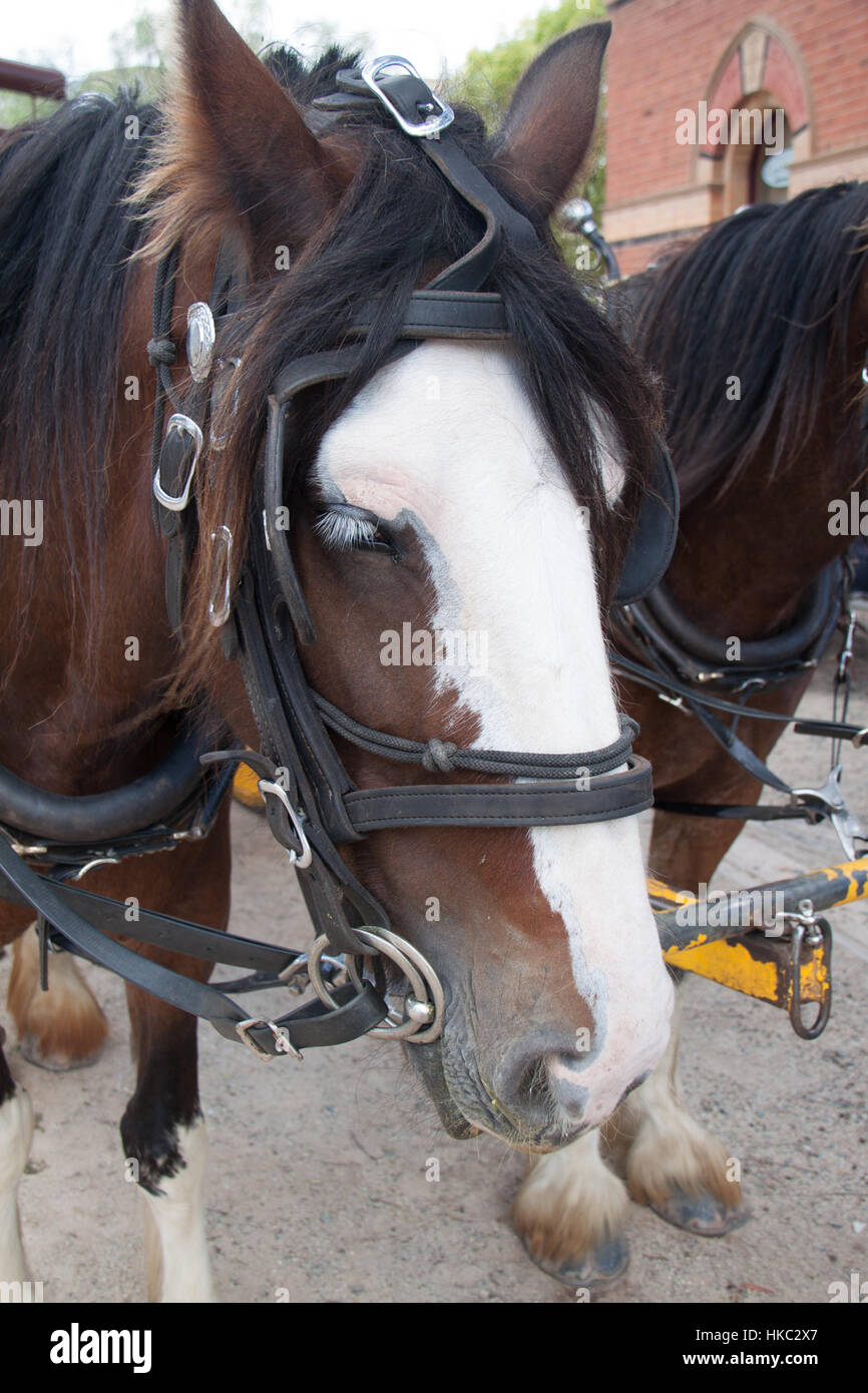 Libre de chevaux de trait montés pour tirer le panier au Port d'Echuca, Victoria, Australie Banque D'Images
