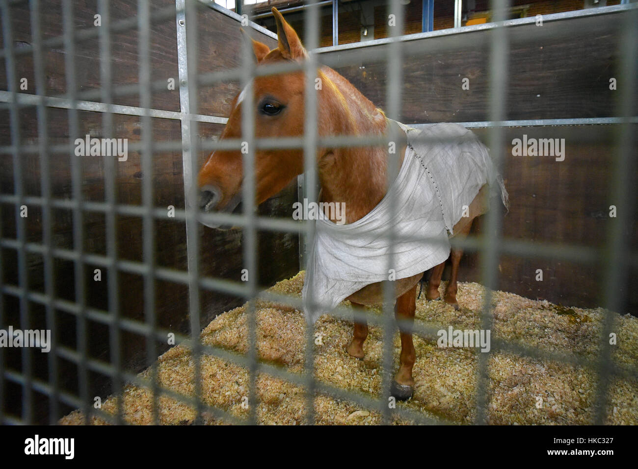 Recouvert d'une couverture de cheval dans une étable Banque D'Images