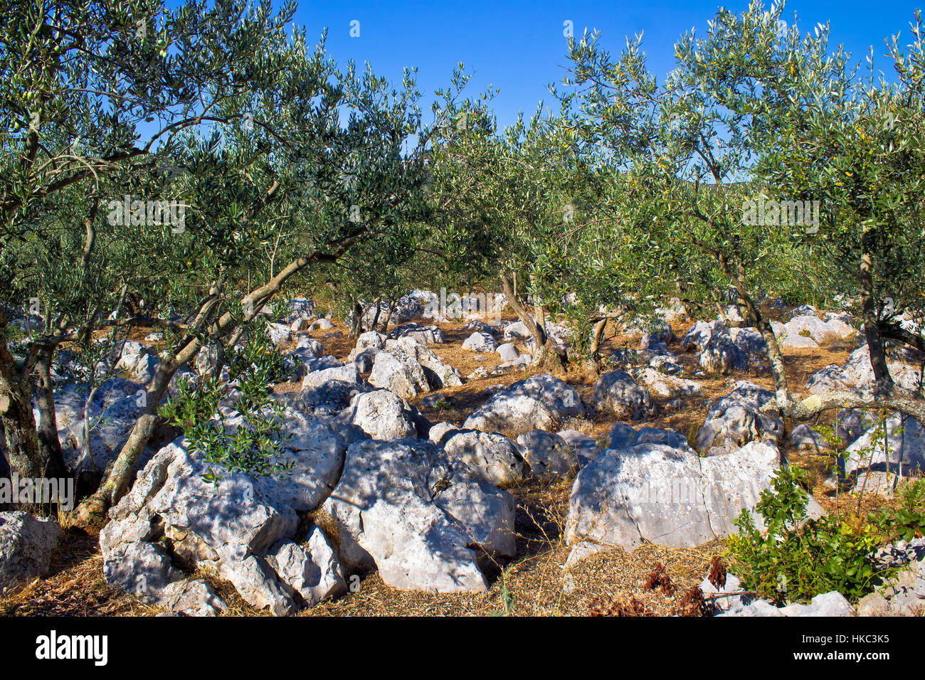 Pierre de l'équipe de paysage, la Dalmatie, Croatie Banque D'Images