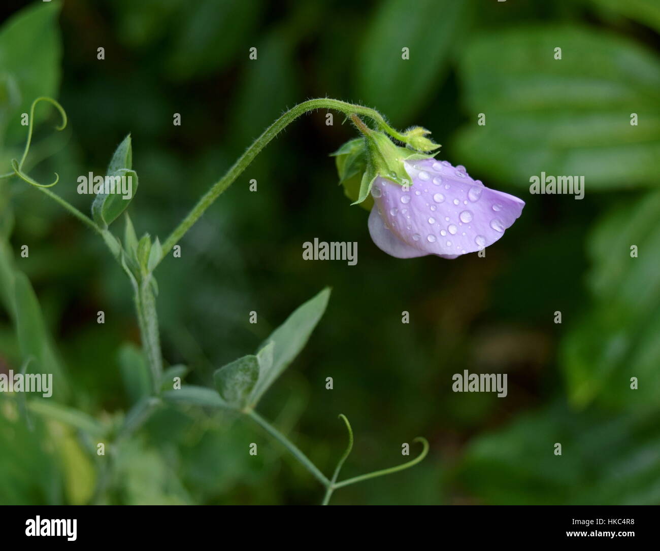 De couleur lilas pâle unique sweet-pois fleur avec des gouttes de pluie sur les feuilles et pétales de fleurs, verdure en arrière-plan Banque D'Images