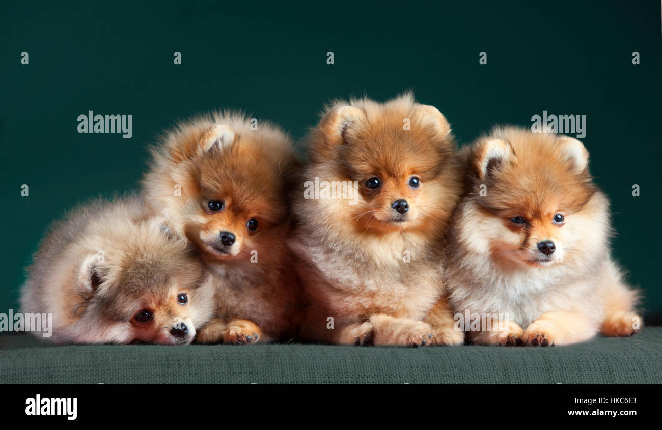 Quatre pomerian chien très adorable Banque D'Images