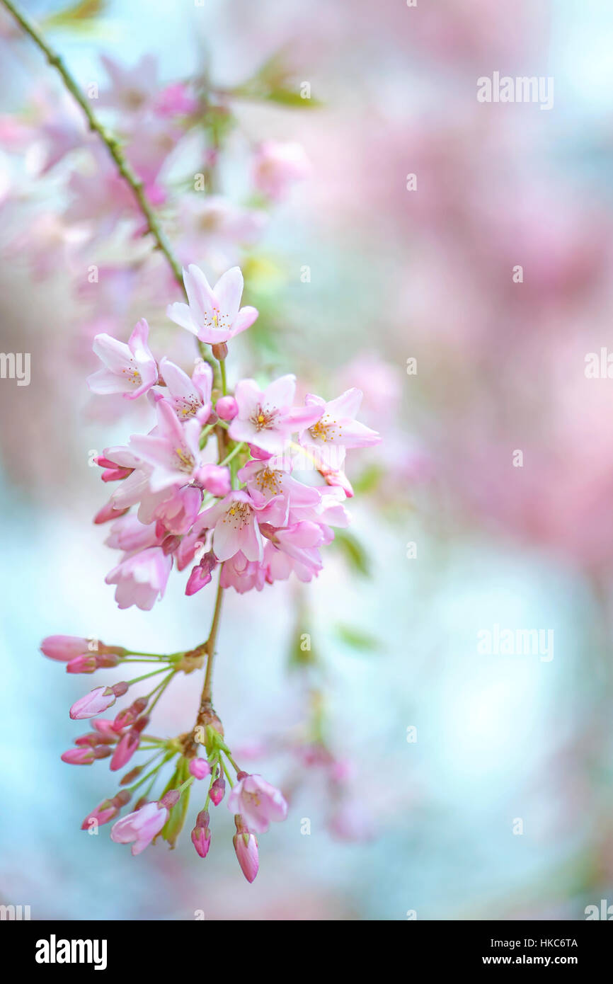 Yoshino printemps fleurs rose fleur de cerisier - Prunus x yedoensis célèbre Japanese cherry blossom, prises contre un ciel bleu Banque D'Images