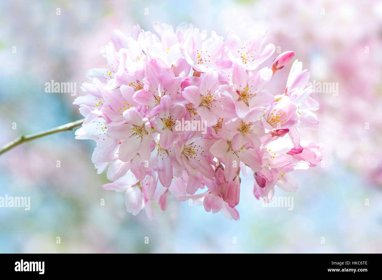 Yoshino printemps fleurs rose fleur de cerisier - Prunus x yedoensis célèbre Japanese cherry blossom, prises contre un ciel bleu Banque D'Images