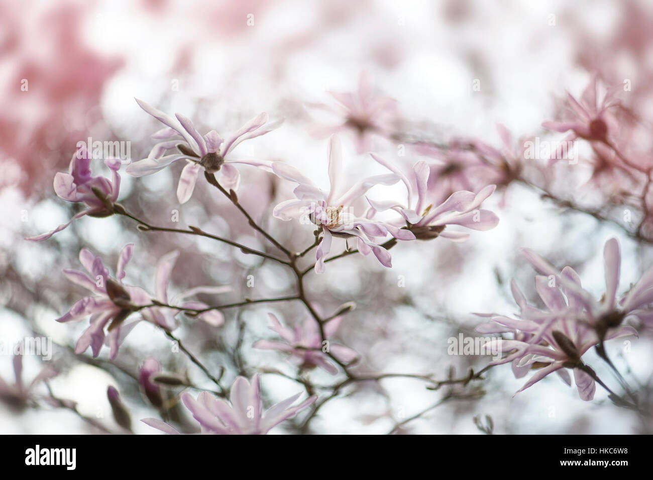 Le beau blanc de printemps fleurs de Magnolia stellarta aussi connu comme l'étoile magnolia Banque D'Images Le beau blanc de printemps fleurs de Magnolia stellarta aussi connu comme l'étoile magnolia Banque D'Images