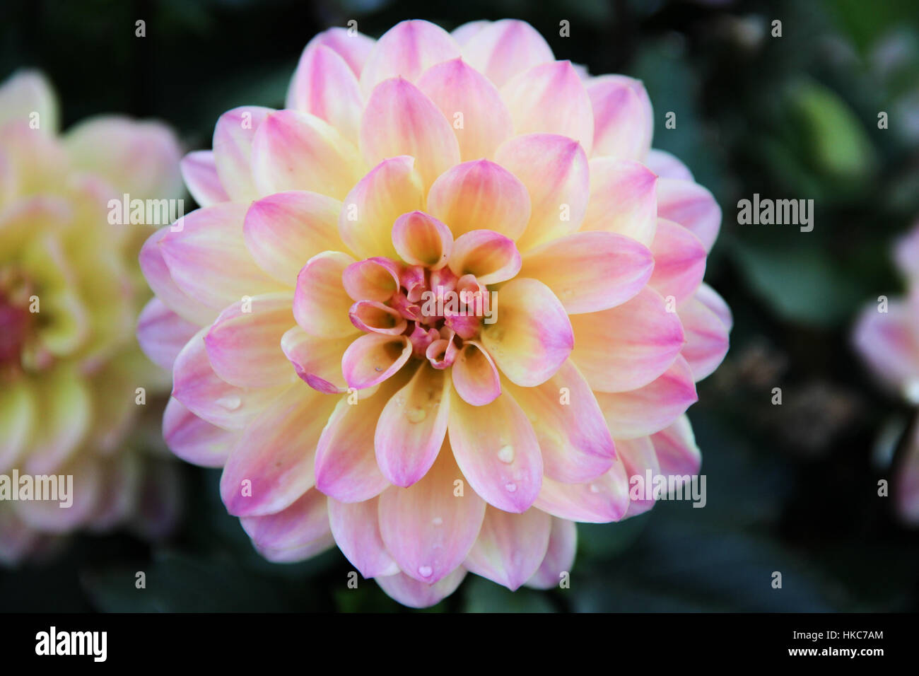 Close up d'un dahlia fleur en pleine floraison avec gouttes de rosée Banque D'Images