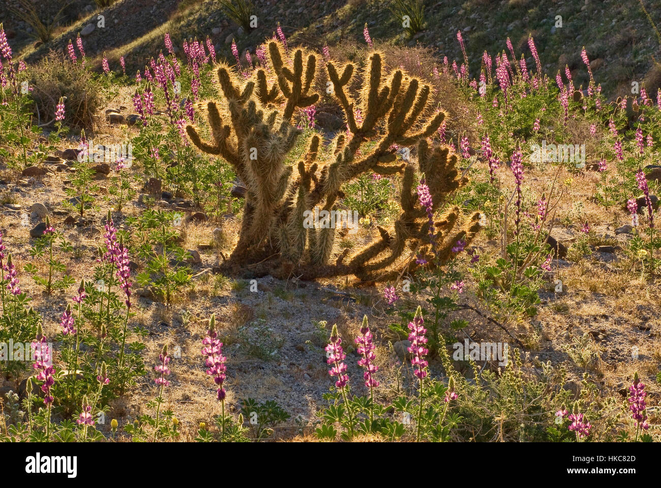 Buckhorn cholla cactus et Arizona lupins fleurissent dans le printemps à Anza Borrego Desert State Park, désert de Sonora, California, USA Banque D'Images