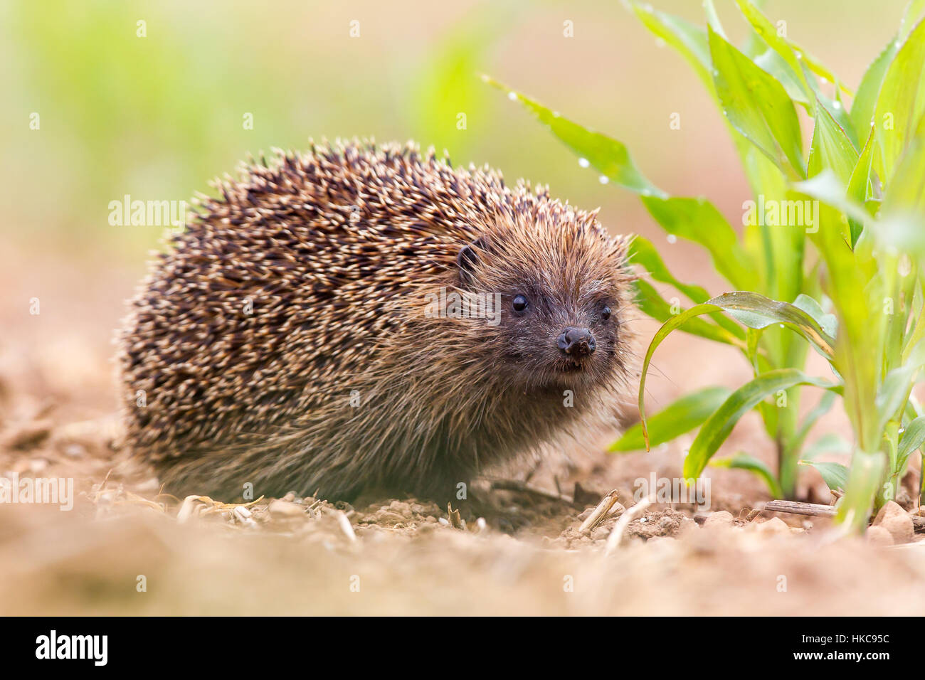 Cute hedgehog Banque de photographies et d’images à haute résolution ...