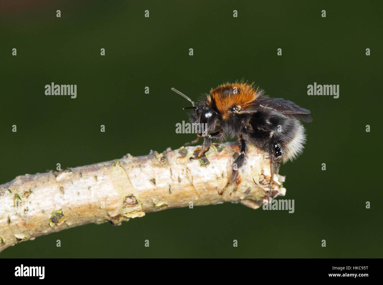Les bourdons (Bombus hypnorum arbre), un récent colonist de Grande-Bretagne, perché sur un bâton dans un jardin de banlieue Norfolk Banque D'Images