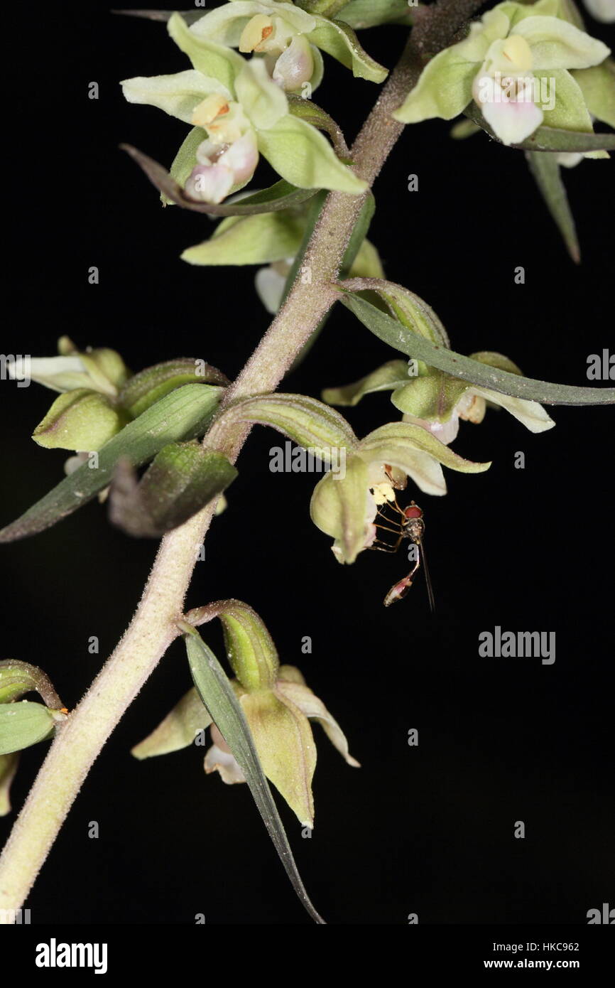 Helleborine Epipactis purpurata (violet) - close-up de fleurs d'être pollinisées par les hoverfly Baccha elongata Banque D'Images