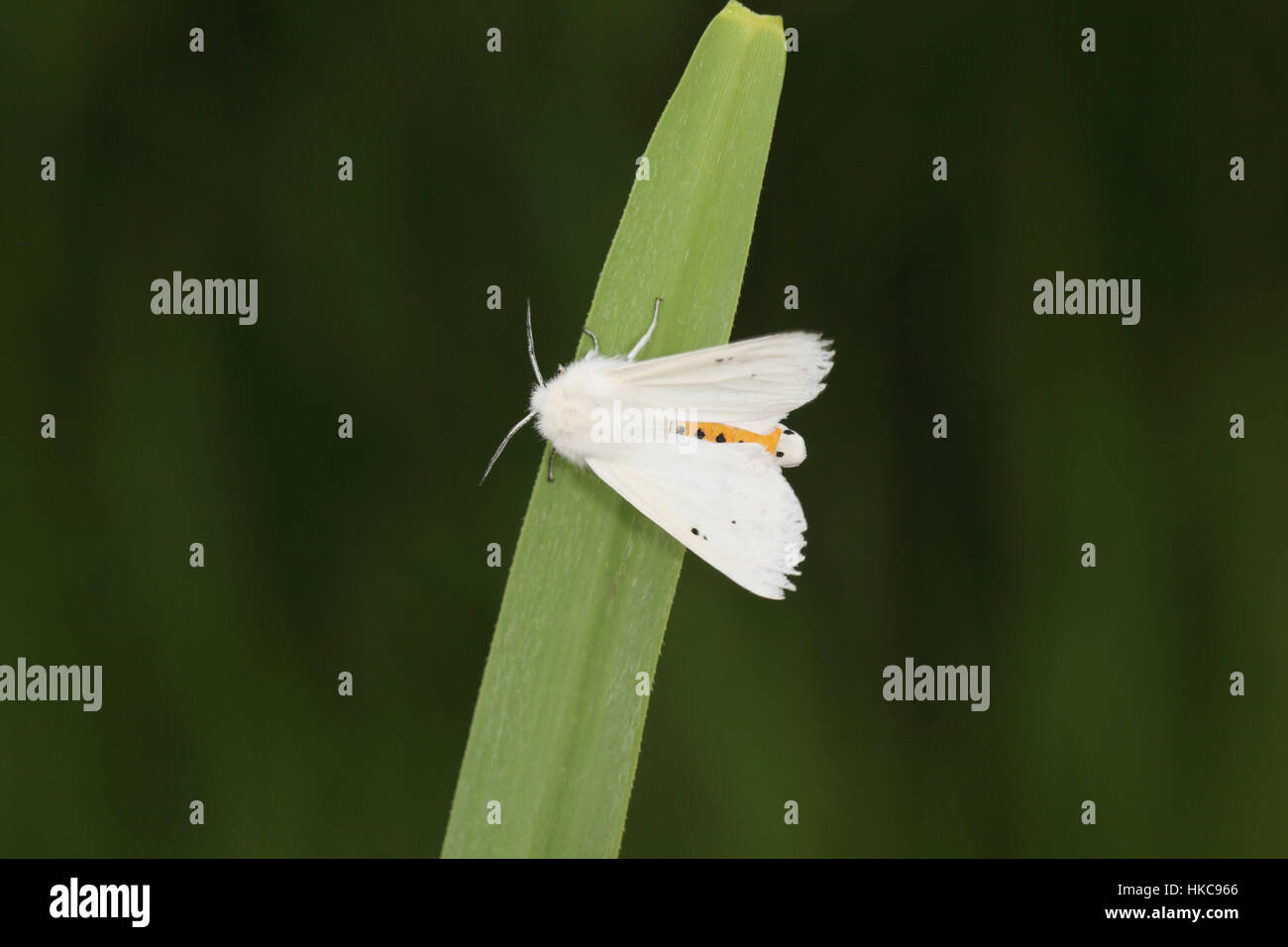 Hermine L'eau (Spilosoma urticae), un livre blanc et jaune, la rareté de l'espèce localisée et des zones humides & fenlands, dans les Norfolk Broads Banque D'Images