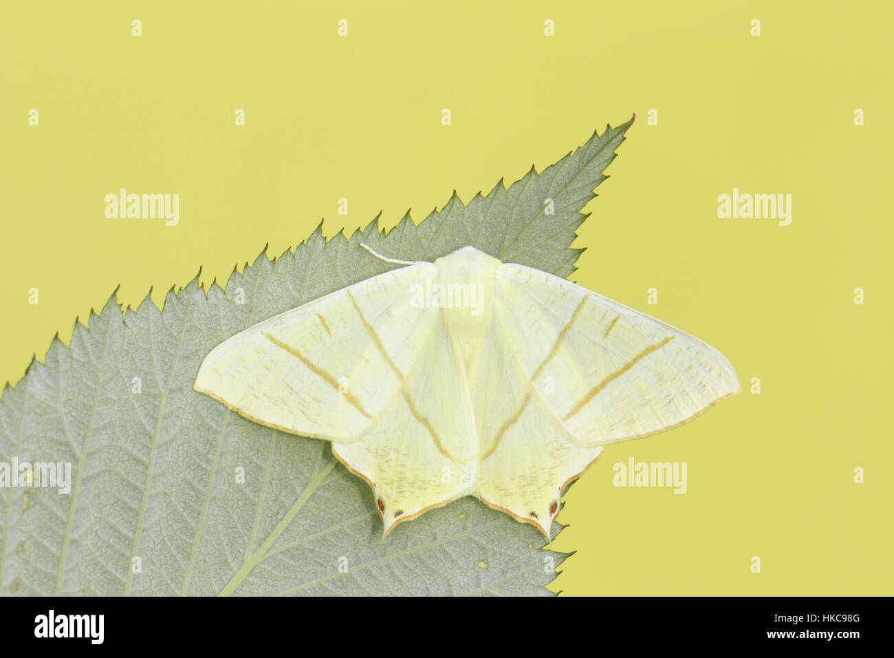 Milan à queue fourchue (Ourapteryx sambucaria) - une espèce de jaune pâle de l'été, sur une feuille verte dans un jardin de banlieue Banque D'Images