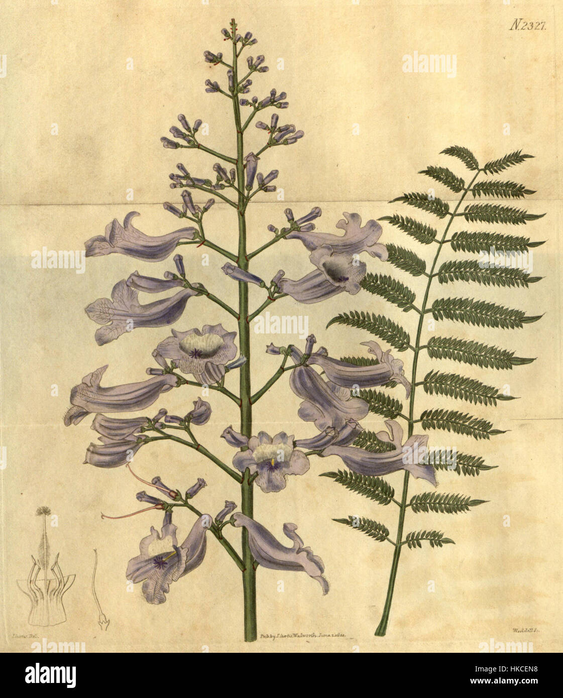 Jacaranda mimosifolia, représentée dans le Botanical Magazine en 1822, illustre la beauté de l'arbre jacaranda avec ses fleurs violettes distinctes. Cette illustration botanique est une référence historique pour les amateurs de plantes et les chercheurs, mettant en valeur à la fois esthétique et scientifique de l'espèce. Banque D'Images