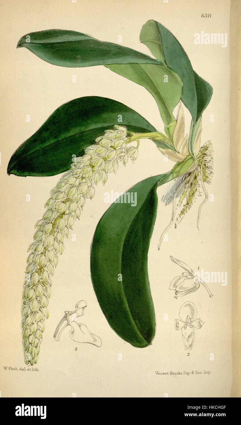 Cette œuvre botanique de 1877 représente Notylia albida, une espèce d'orchidée, dans le cadre de la série botanique de Curtis. Il est connu pour sa précision dans la capture des détails complexes de l'anatomie végétale et sert de référence précieuse dans l'illustration botanique. Banque D'Images