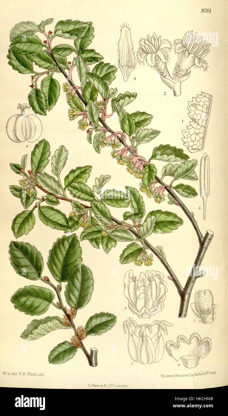 Nothofagus antarctica, une espèce de hêtre du sud originaire de l'hémisphère sud, dans une illustration botanique mettant l'accent sur son feuillage et son habitat. Banque D'Images