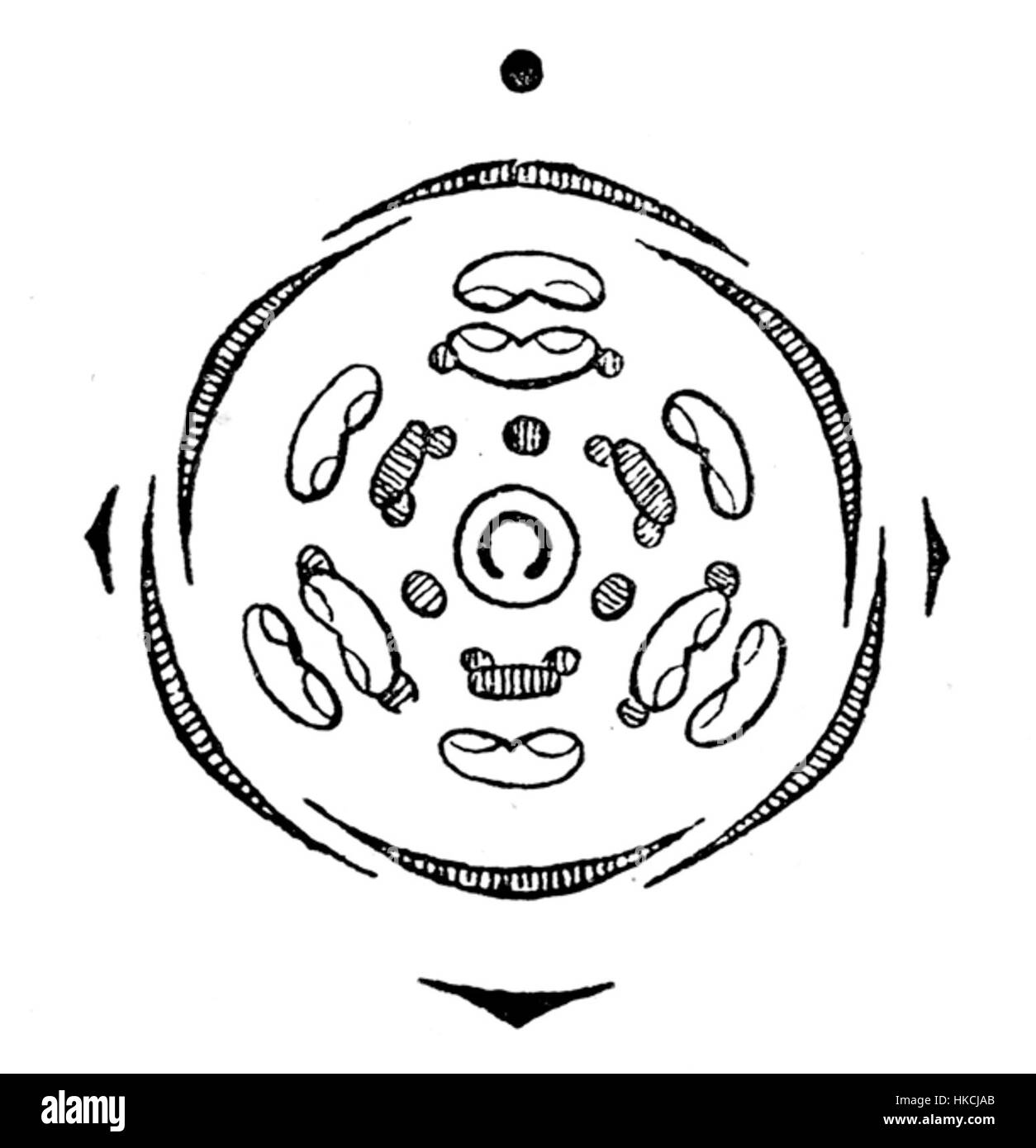 Cette illustration botanique montre un schéma détaillé de la fleur de Persea, mettant en évidence ses caractéristiques anatomiques. Persea, un genre de la famille des Lauraceae, comprend l'avocat, connu pour son importance économique et écologique. Banque D'Images