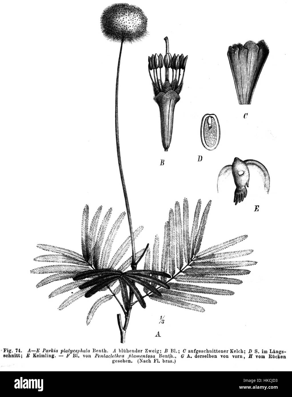 Parkia platycephala, communément appelé Taub74a, est une espèce végétale connue pour ses caractéristiques florales distinctes. Elle fait partie de la famille des légumineuses et se trouve dans les régions tropicales, appréciée pour son rôle écologique et ses qualités esthétiques. Banque D'Images