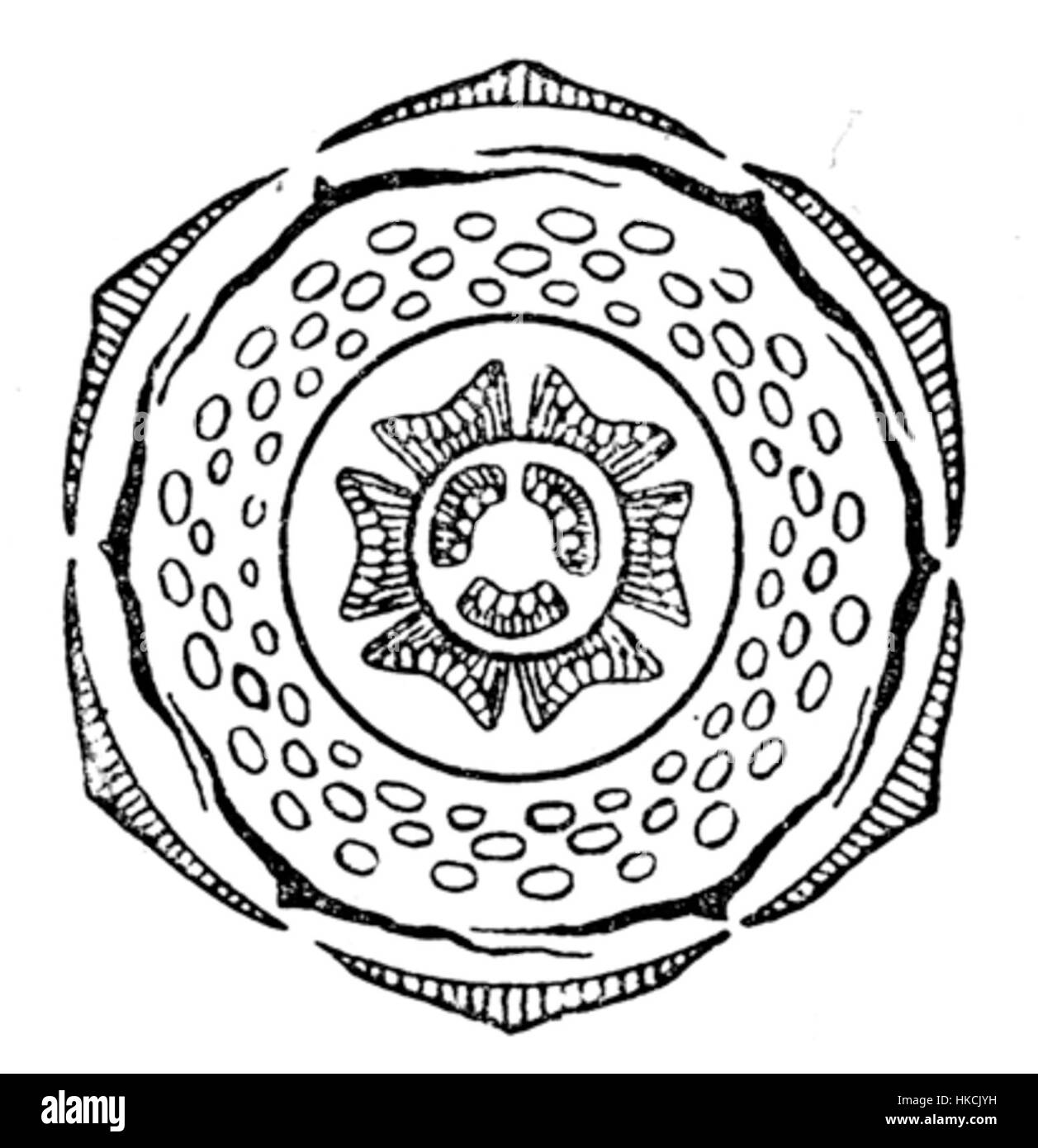 Cette illustration botanique détaillée représente le granatum Punica, communément appelé fleur de grenade, mettant en valeur sa structure complexe et sa beauté naturelle. L'œuvre met l'accent sur l'approche scientifique de l'illustration botanique au XVIIIe siècle, soulignant le lien entre l'art et la science. Banque D'Images