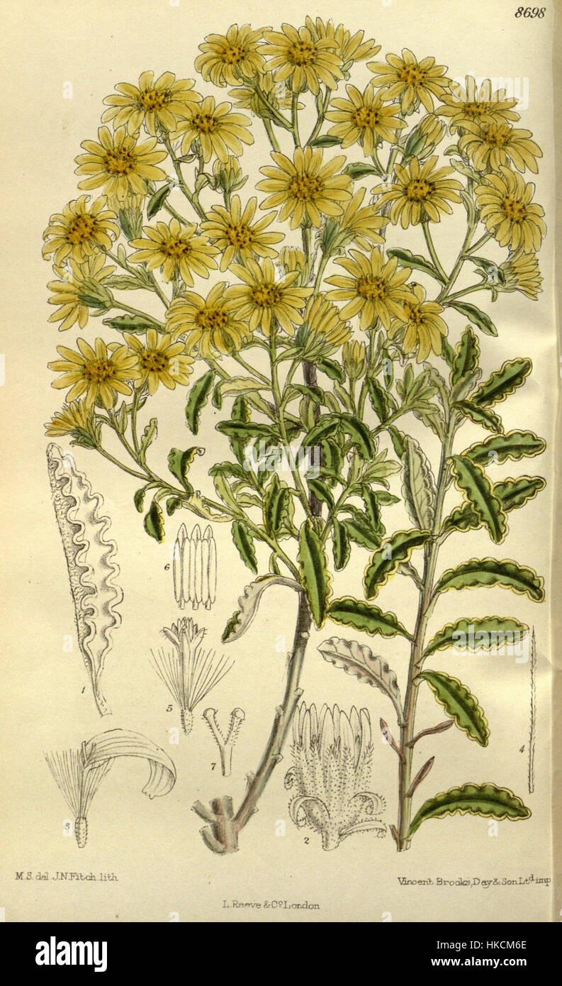 Cette illustration botanique montre *Senecio monroi*, une espèce de la famille des Marguerites. La représentation détaillée met en évidence les caractéristiques de la plante, y compris ses fleurs et ses feuilles, fournissant une référence utile pour les études botaniques et l'identification des plantes. Banque D'Images