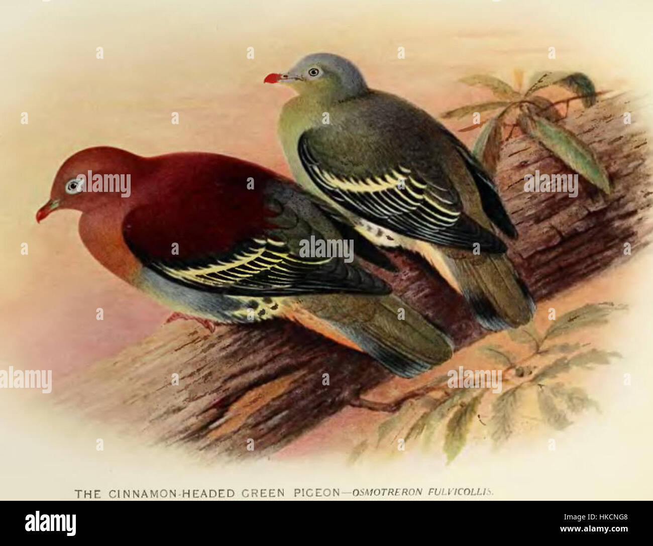 Le *Treron Fulvicollis*, ou pigeon vert à col jaune, est représenté dans cette œuvre. La peinture capture le plumage vibrant et les traits distinctifs de l'oiseau, typiques des études détaillées des oiseaux populaires au XIXe et au début du XXe siècle. Banque D'Images