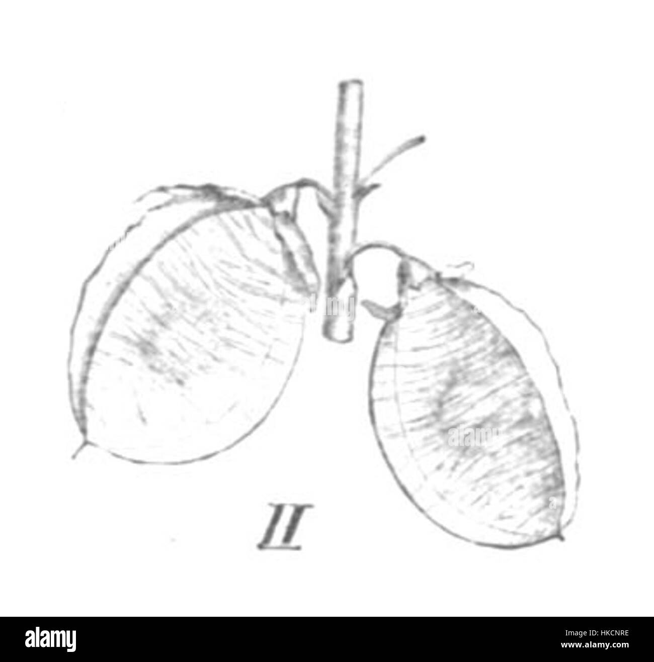 Cette œuvre présente l'étude botanique 'Trigonella cretica', une illustration botanique détaillée de Taube. La pièce met en évidence les caractéristiques de l'espèce et est un exemple parfait de fonctionnement scientifique Banque D'Images