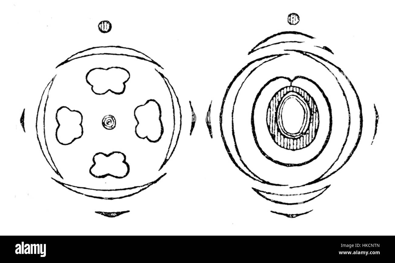 Illustration scientifique de la fleur d'Urtica, communément appelée ortie. Le diagramme met en évidence les caractéristiques anatomiques de la plante, aidant aux études botaniques et à la compréhension de la morphologie de la plante. Banque D'Images