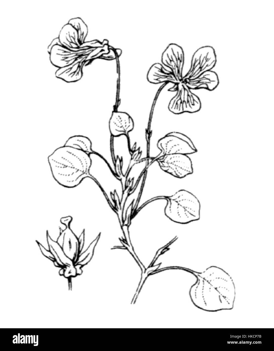 *Viola nummulariifolia Coste 398* est une illustration d'une espèce de violette, montrant ses caractéristiques distinctives telles que ses feuilles arrondies et ses fleurs violettes. L'œuvre met en évidence les détails botaniques, soulignant les caractéristiques uniques de cette espèce végétale. Banque D'Images