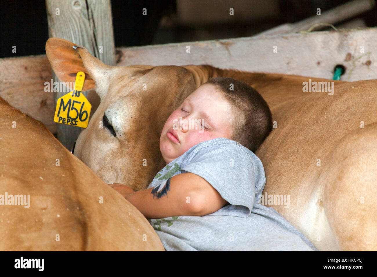 Un vieux 4-H et de sa vache dormir blotti l'un contre l'autre à l'Ohio Valley Fair à Bradford, VT, USA. Banque D'Images