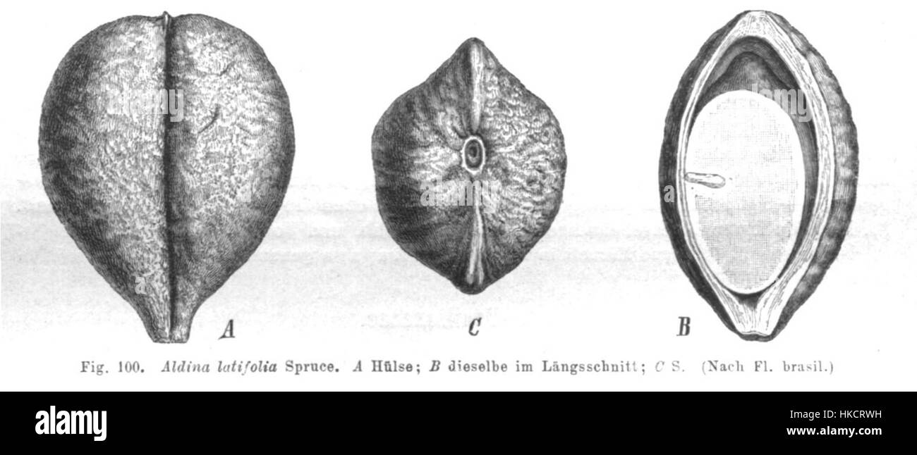 L'illustration botanique 'Aldina latifolia Taub100' présente une représentation détaillée de l'espèce végétale Aldina latifolia. Reconnue pour sa précision, cette œuvre d’art fournit une référence visuelle précieuse pour les études botaniques. Banque D'Images