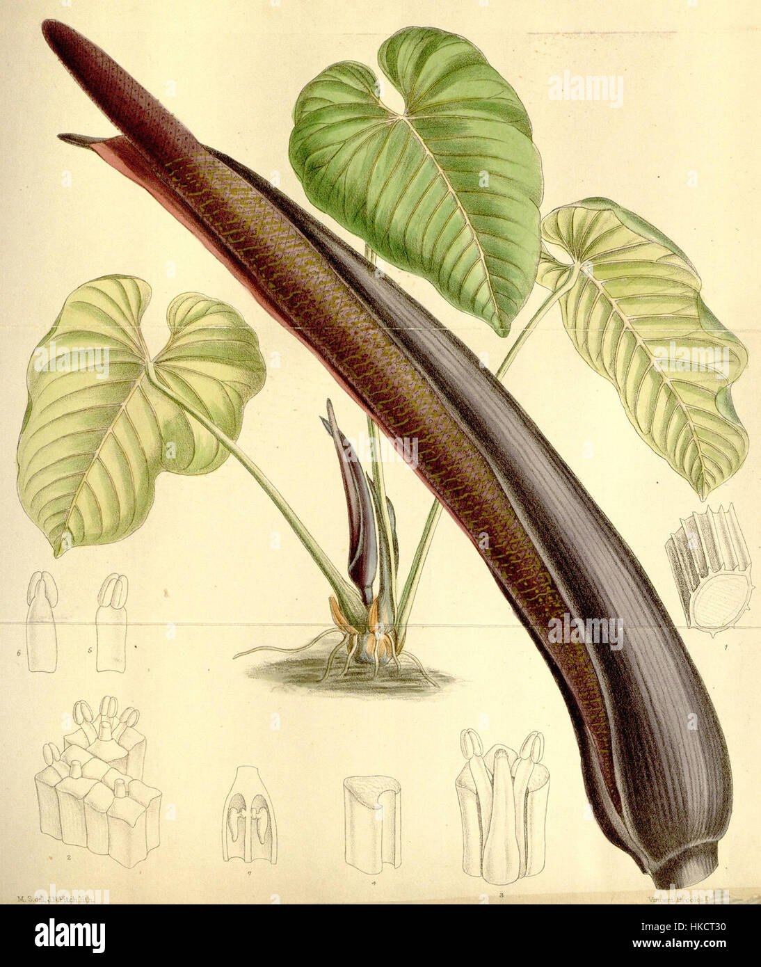 Une illustration botanique de Anthurium gustavii, mettant en valeur sa structure détaillée. L'œuvre d'art donne un aperçu des caractéristiques distinctives de la plante et est une référence précieuse pour les études botaniques. Banque D'Images