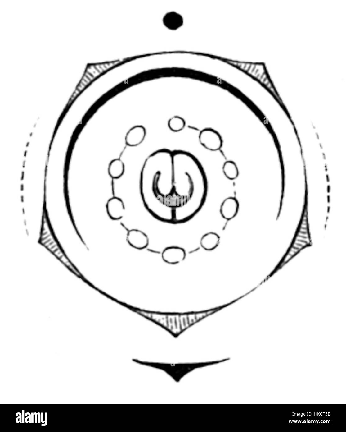 Les diagrammes botaniques d’Amorpha fruticosa, communément appelé Indigobush, illustrent l’anatomie et la structure détaillées de la fleur. Ces diagrammes servent de représentations scientifiques de cette espèce végétale, utilisées dans les études botaniques. Banque D'Images