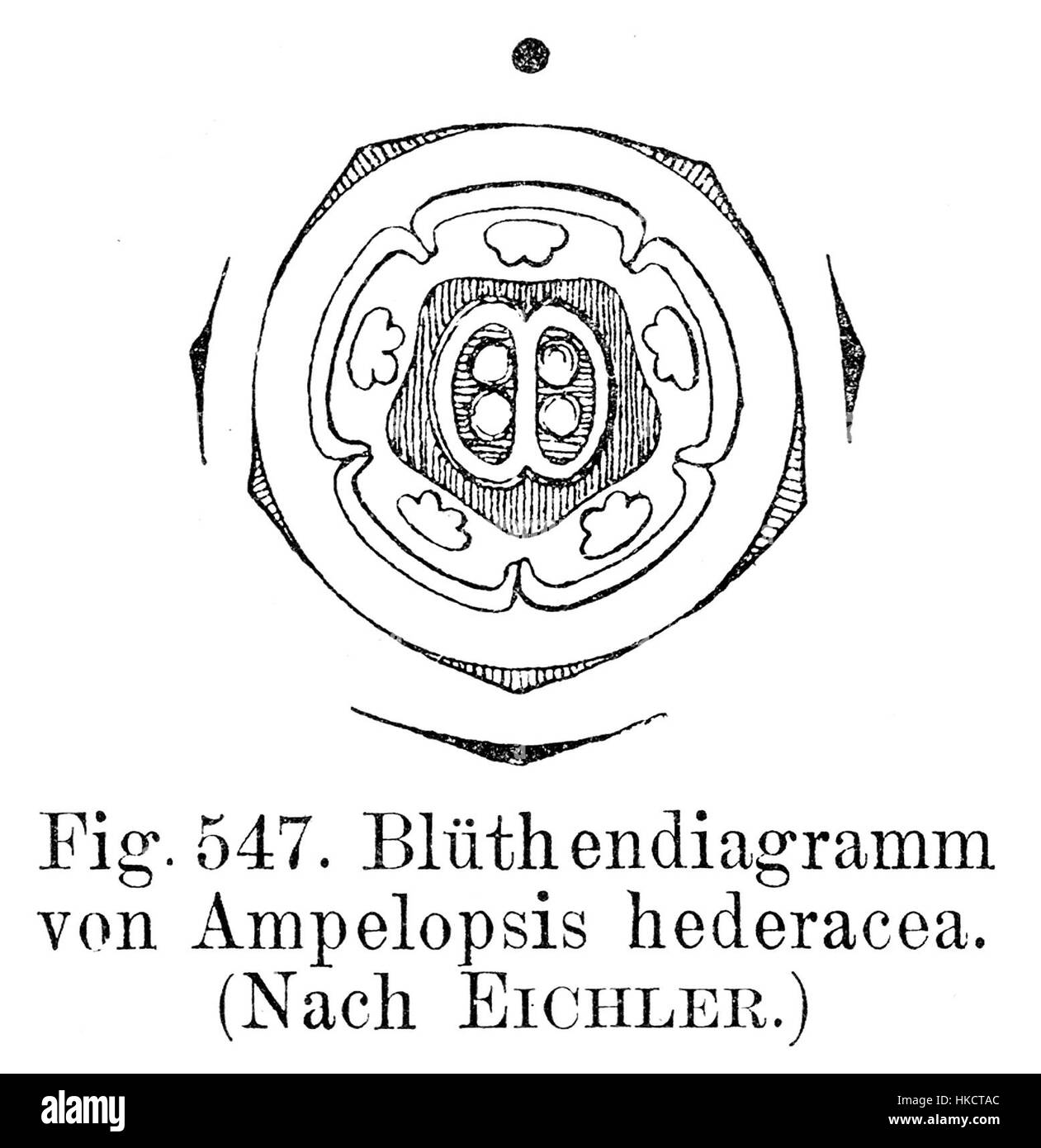 Cette illustration botanique de *Ampelopsis hederacea*, également connue sous le nom de peppervine, détaille l’anatomie et la structure de la fleur. De telles illustrations étaient courantes aux XVIIIe et XIXe siècles pour documenter les espèces végétales avec une précision scientifique. Banque D'Images