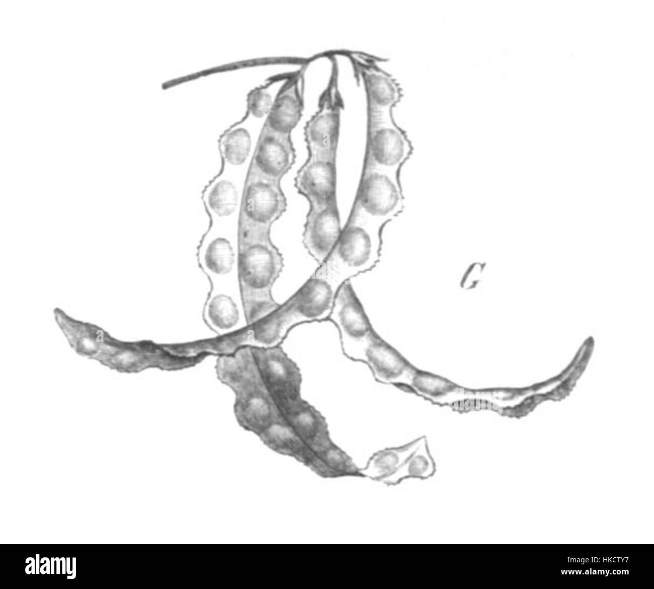 Cette illustration botanique d'Astragalus pelecinus Taub121d présente l'espèce végétale avec précision et détail, capturant les caractéristiques complexes de ses feuilles et de ses fleurs. Il reflète l'intérêt du début du XXe siècle pour la taxonomie végétale et l'étude botanique. Banque D'Images