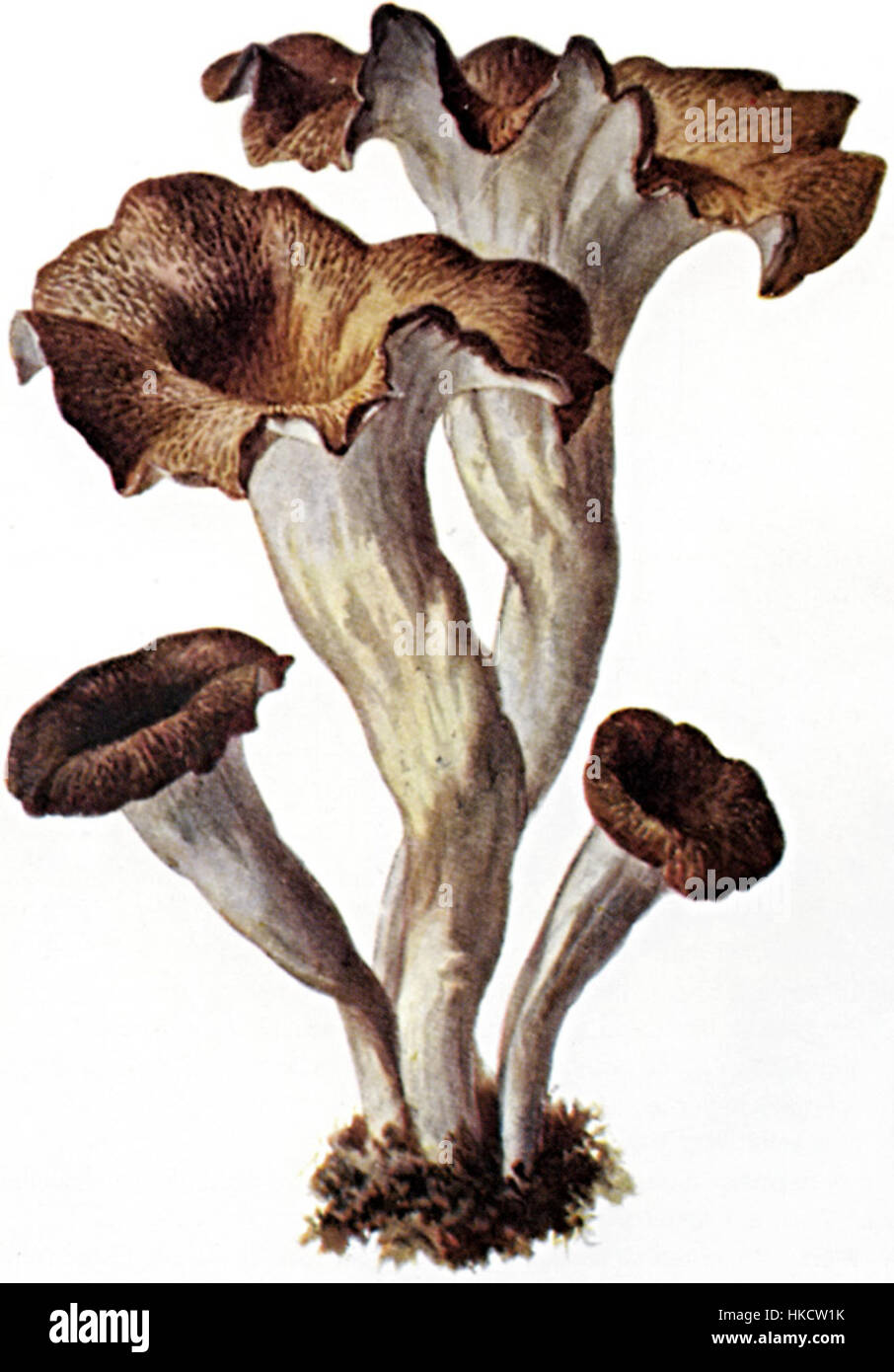 'Totentrompete 1' est une œuvre d'art représentant une scène dramatique impliquant la mort et le destin, souvent caractérisée par une composition dynamique et l'utilisation expressive de la couleur typique des thèmes modernes ou contemporains. Banque D'Images