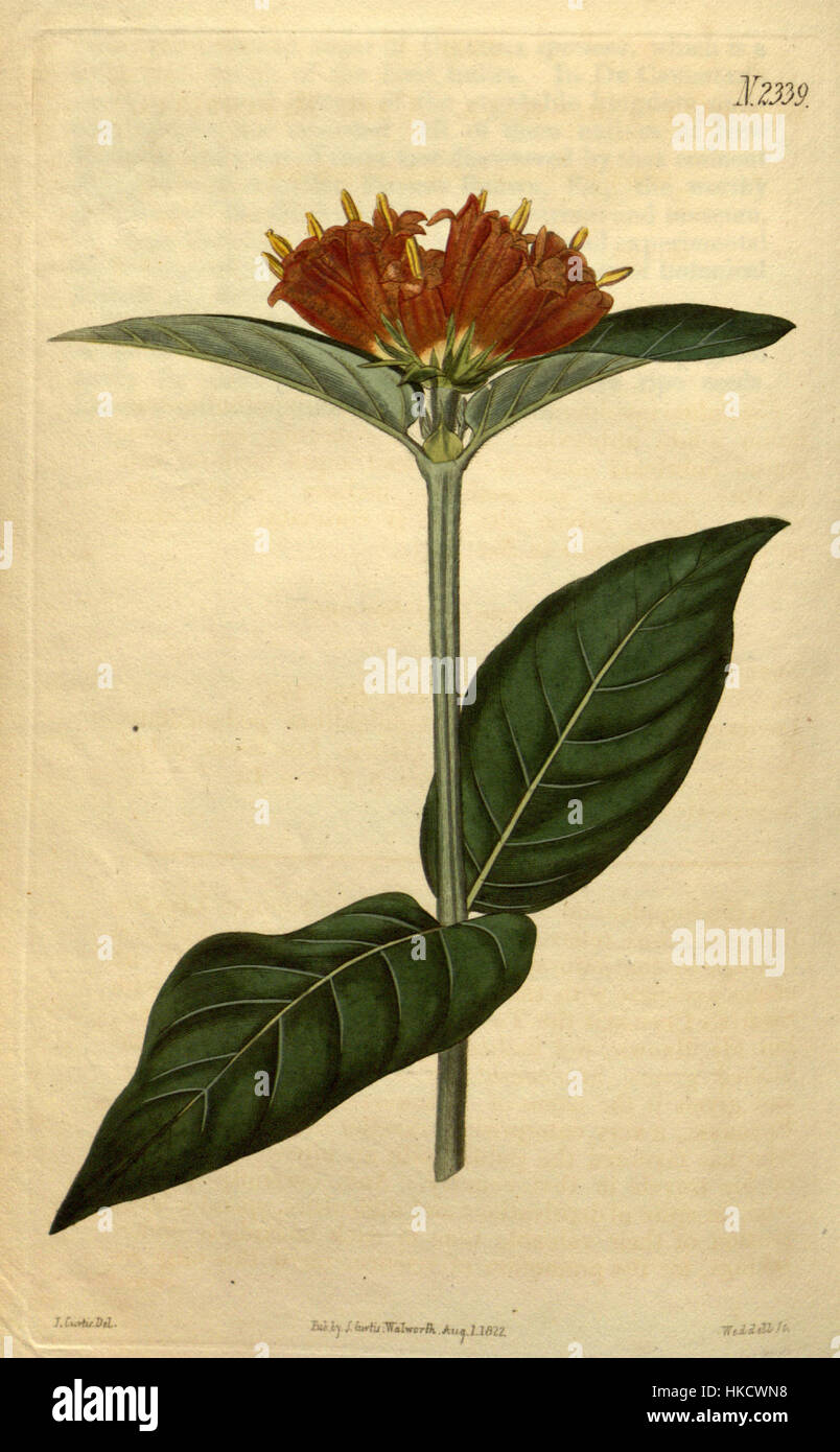 Cette impression botanique du Botanical Magazine représente la plante Burchellia bubalina. Connue pour ses fleurs vibrantes, Burchellia bubalina est originaire d'Afrique australe. L'illustration détaillée donne un aperçu de sa structure unique et constitue une référence précieuse pour les études botaniques et l'identification des plantes dans la région. Banque D'Images