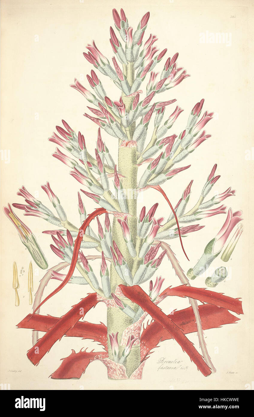 Cette illustration botanique tirée de la Collectanea Botanica de Lindley représente la Bromelia pinguin, autrefois classée comme Bromelia fastuosa. L’illustration met en évidence les traits distinctifs de la plante et sa place dans les études botaniques du XIXe siècle. Banque D'Images