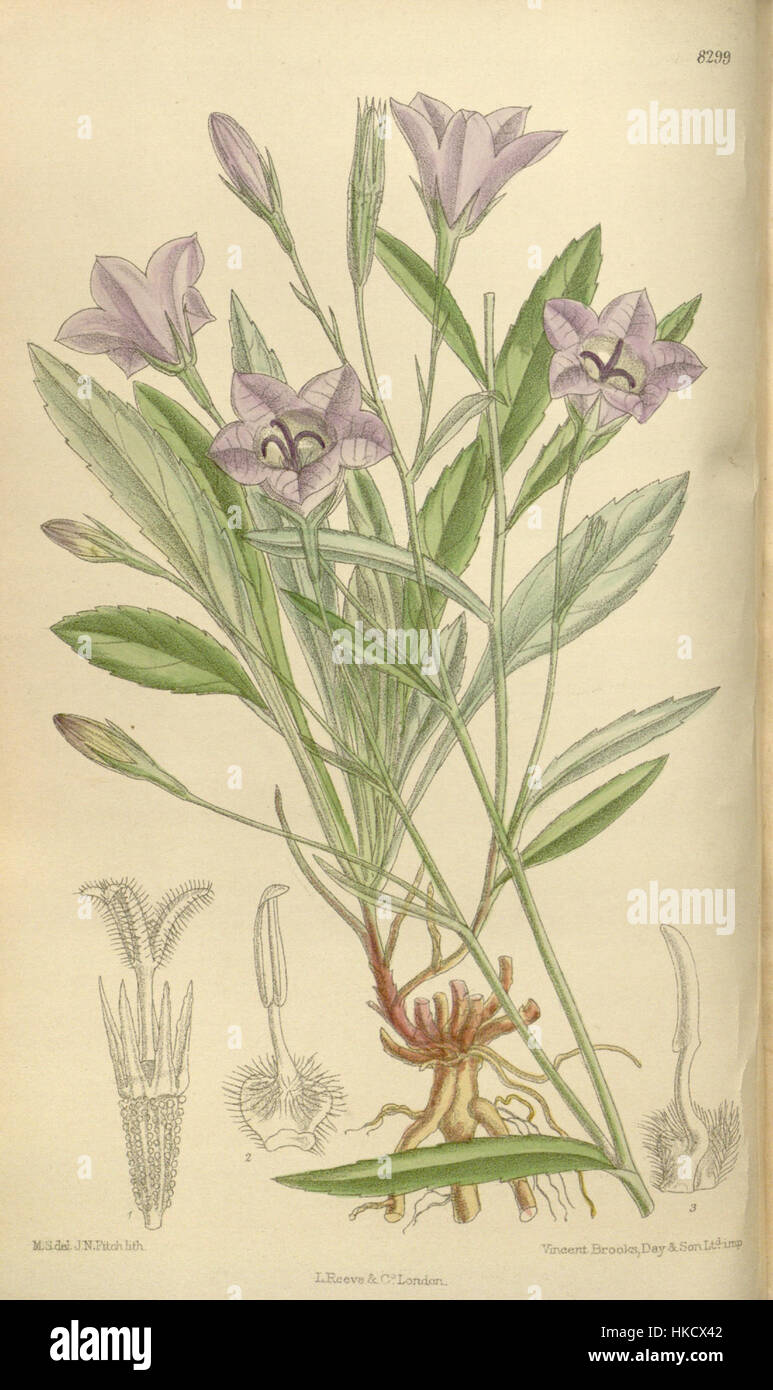 Campanula beauverdiana est une espèce de plante à fleurs appartenant à la famille des Campanulaceae. Cette plante est connue pour ses jolies fleurs en forme de cloche, souvent violettes ou bleues, ce qui en fait un choix populaire pour les jardins ornementaux. Banque D'Images