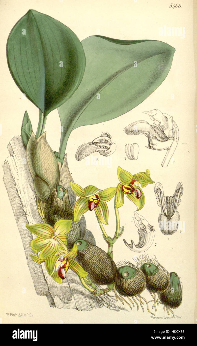 Une illustration de Bulbophyllum psittacoglossum, également connu sous le nom de Sarcopodium psittacoglossum, tel que présenté dans Curtis' Botanical Magazine, 1863. L'œuvre met en évidence les caractéristiques uniques de la plante, fournissant une référence botanique précoce. Banque D'Images