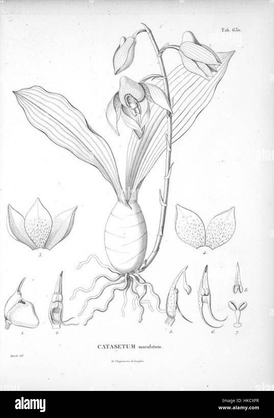 Cette illustration botanique de 1825 présente l'espèce d'orchidée Catasetum maculatum, documentée dans 'Nova Genera et Species Plantarum'. L'œuvre d'art détaillée met en évidence la structure complexe de la plante, mettant en valeur la beauté et la précision scientifique des premières illustrations botaniques. Banque D'Images